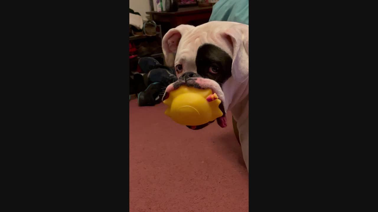 Boxer Loves His Squishy Toys